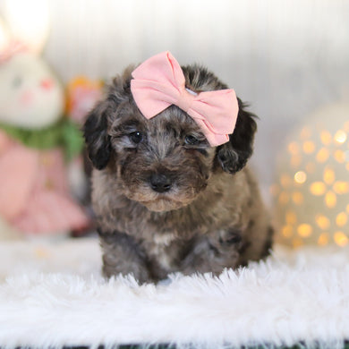 Lettie - Available 4/2