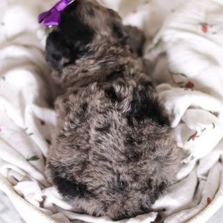 Lettie - Available 4/2