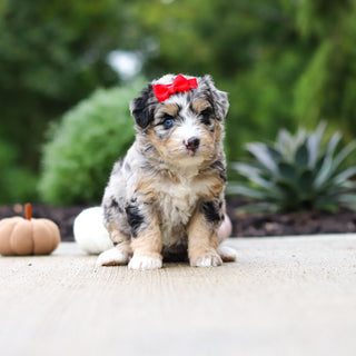 Odette - Available 10/22
