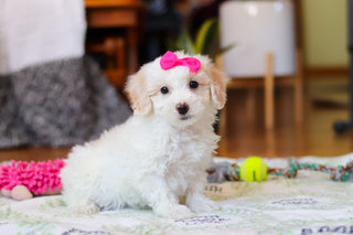 Waverly - Available Now