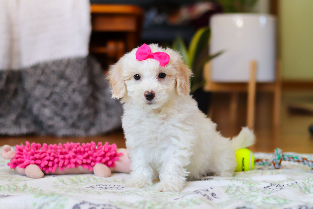 Waverly - Available Now