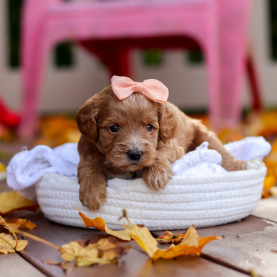 Bella - Available 11/19