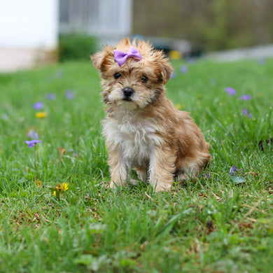 Pam - Available 4/30