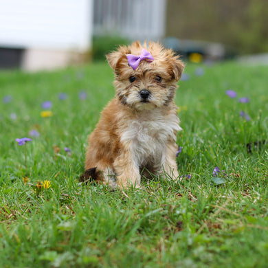 Pam - Available 4/30