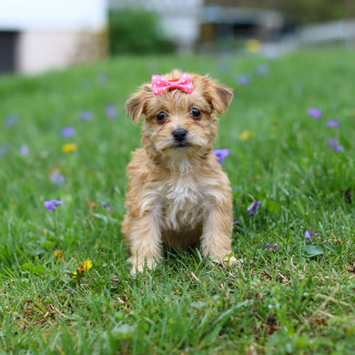 Perla - Available 4/30