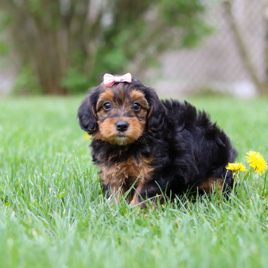 Luna - Available May 7