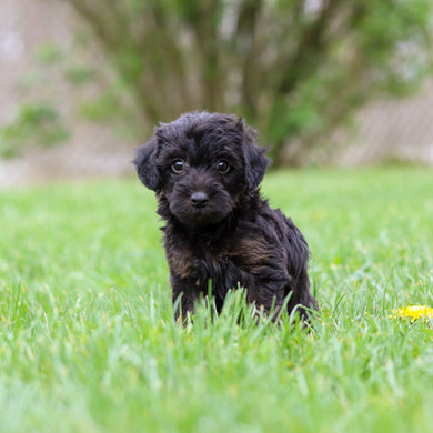 Nova - Available May 7