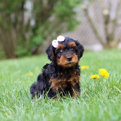 Cleo - Available May 7