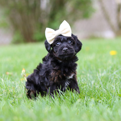 Zara - Available May 7