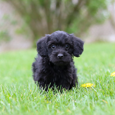 Nala - Available May 7