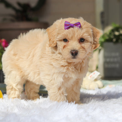 Mimi - Available 5/21