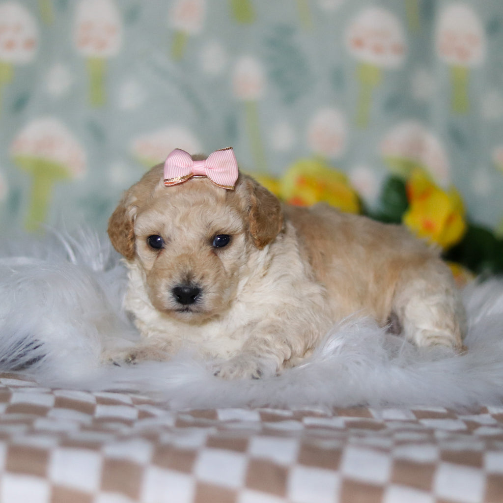 Meadow - Available 5/21
