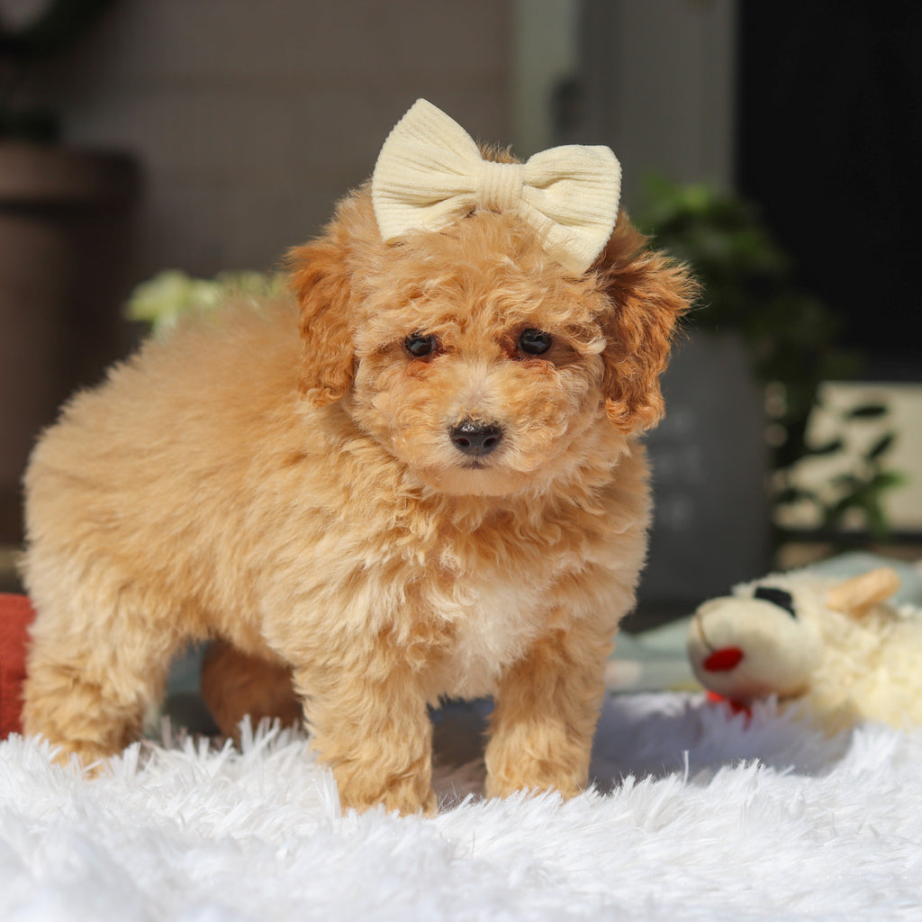 Misha - Available 5/21
