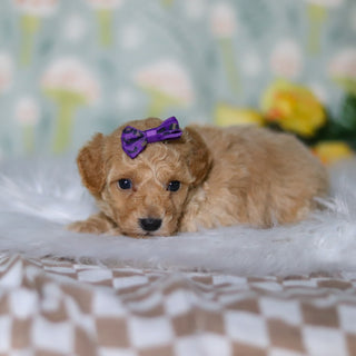 Misha - Available 5/21