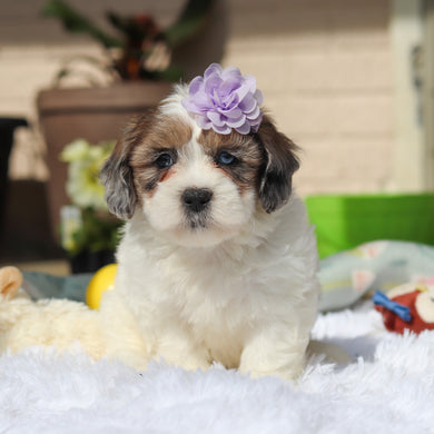 Brooklyn - Available 5/21