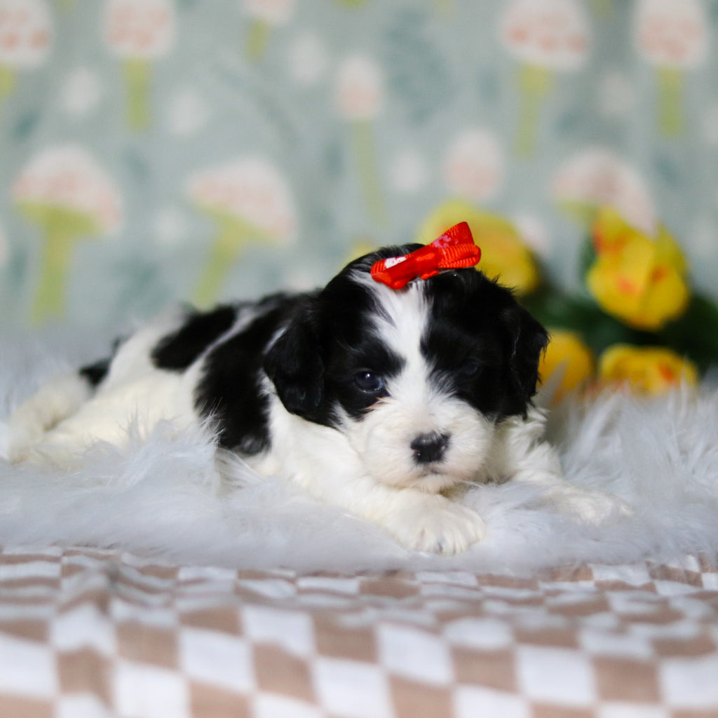 Gracie - Available 5/21