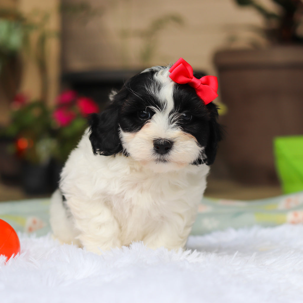 Gracie - Available 5/21
