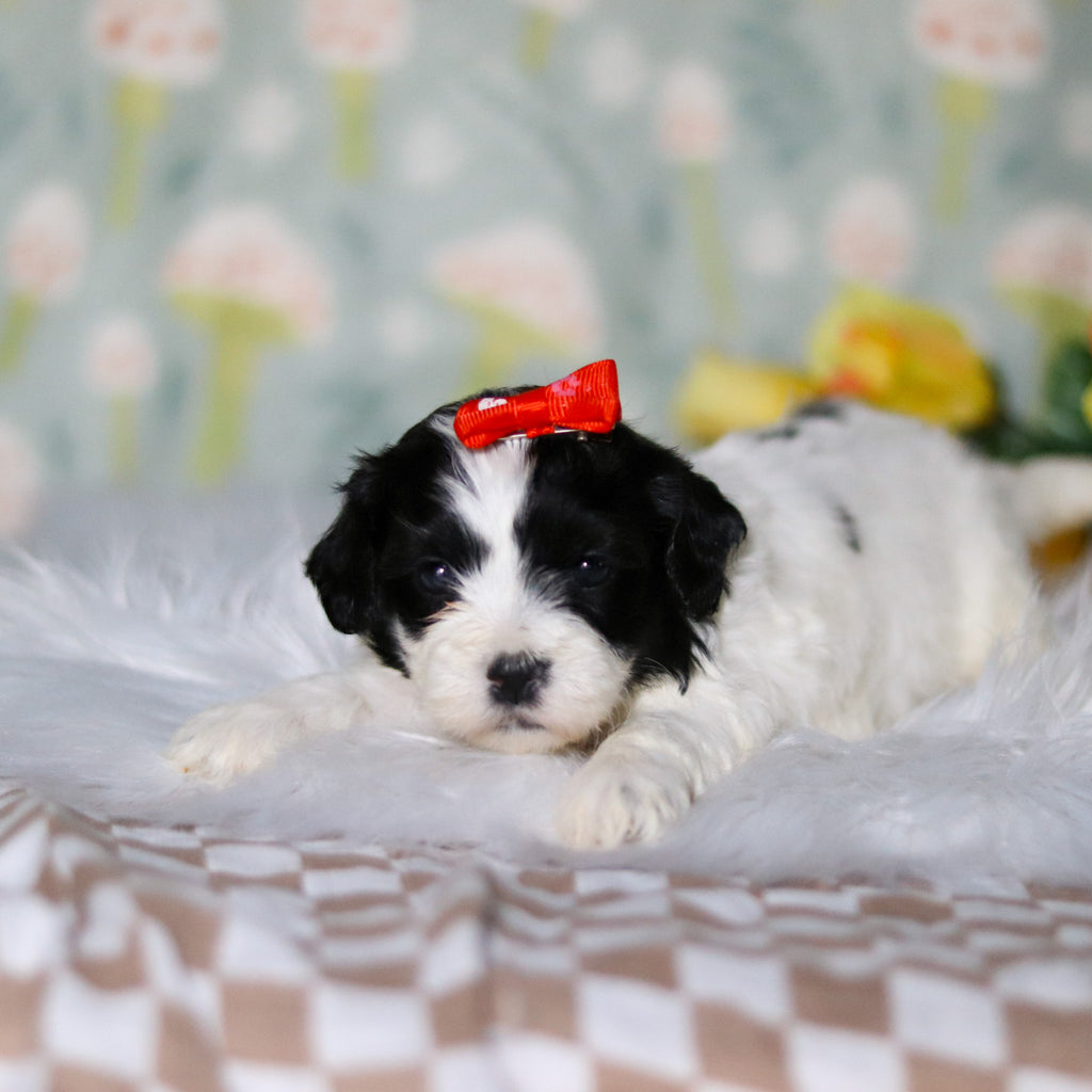 Gracie - Available 5/21