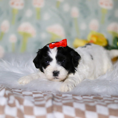 Gracie - Available 5/21