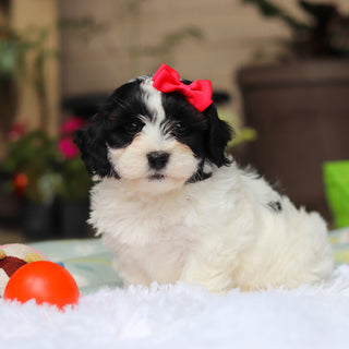 Gracie - Available 5/21