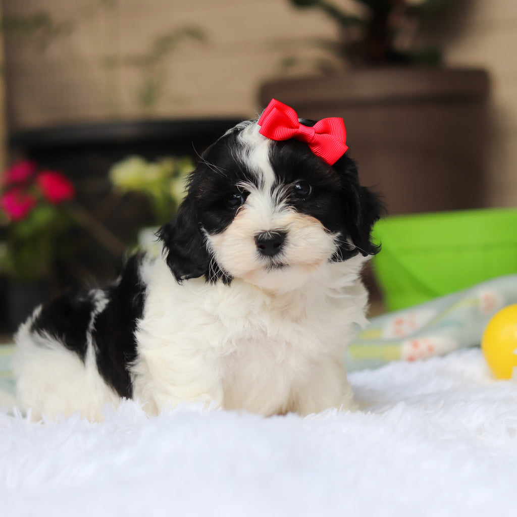 Gracie - Available 5/21