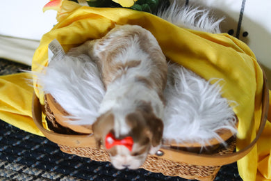 Marsha - Available 5/14