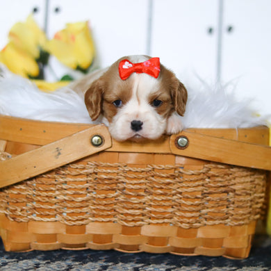 Marsha - Available 5/14