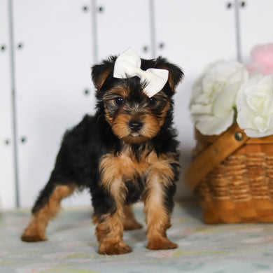 Della - Available 5/14