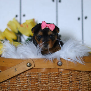 Della - Available 5/14