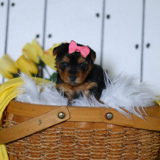 Della - Available 5/14