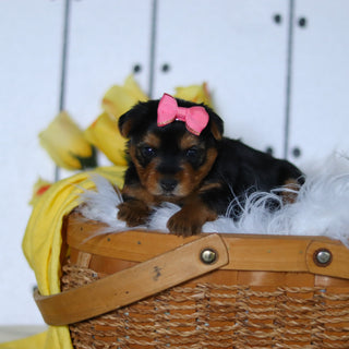 Della - Available 5/14