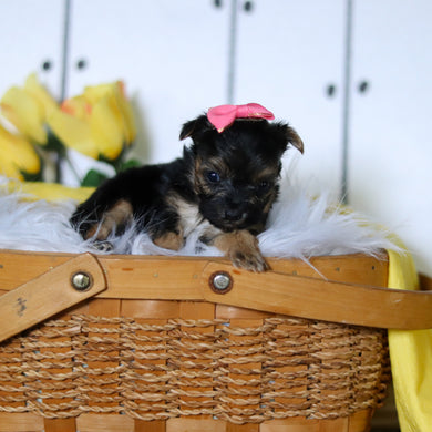 Butterfly - Available 5/7