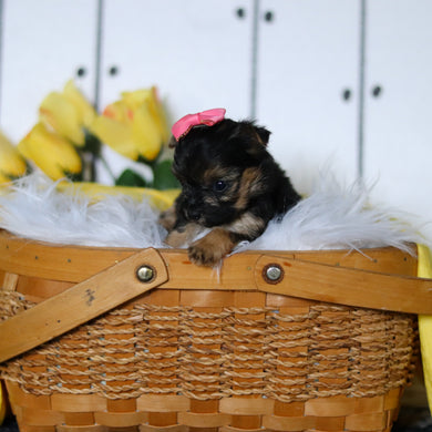 Butterfly - Available 5/7