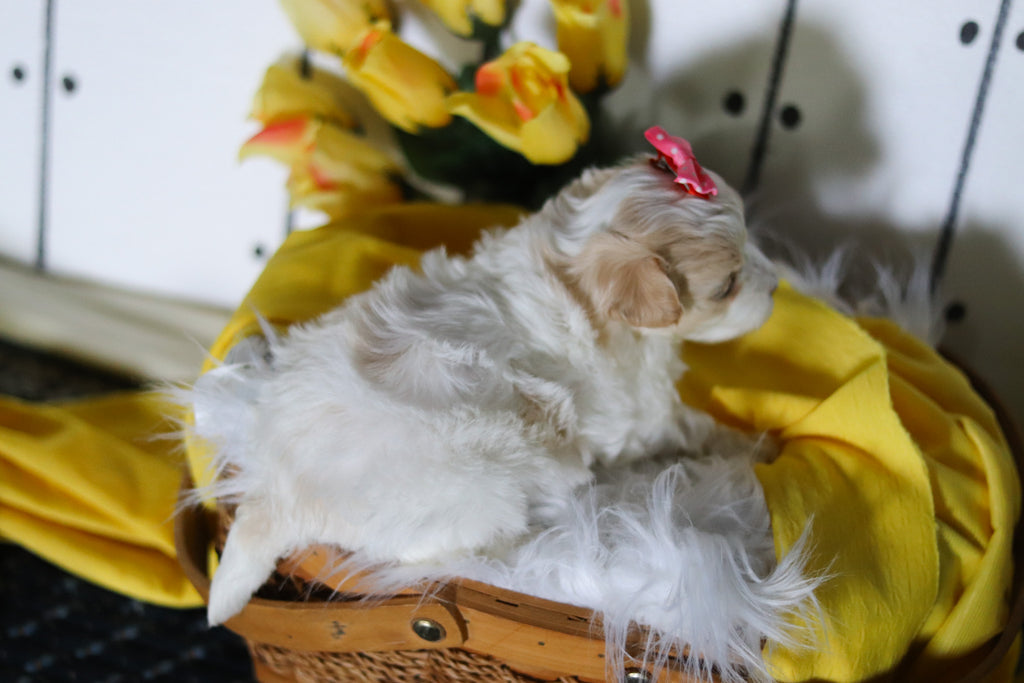 Lizzie - Available 5/14