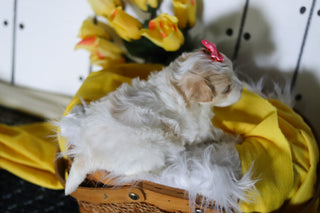 Lizzie - Available 5/14