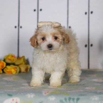 Lizzie - Available 5/14