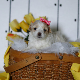 Lizzie - Available 5/14