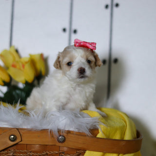 Lizzie - Available 5/14