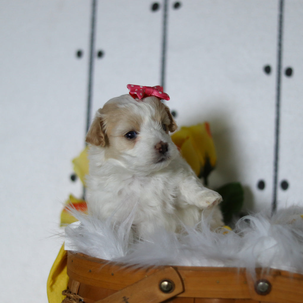 Lizzie - Available 5/14