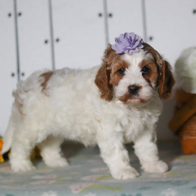 Vivian - Available 5/14
