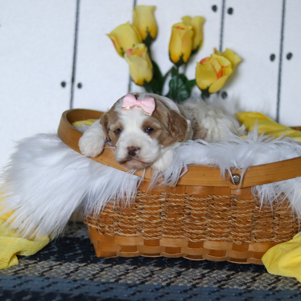 Vivian - Available 5/14