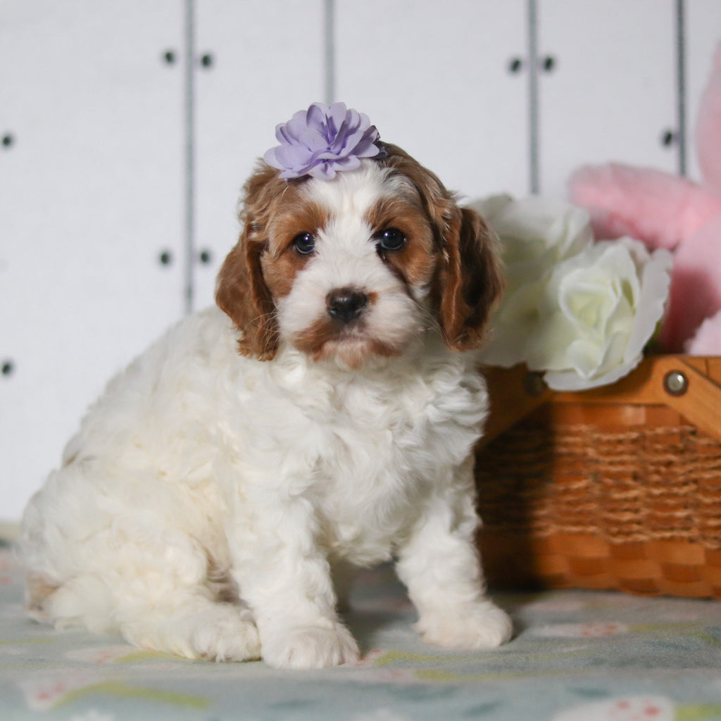 Vivian - Available 5/14