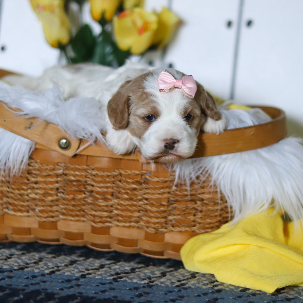 Vivian - Available 5/14