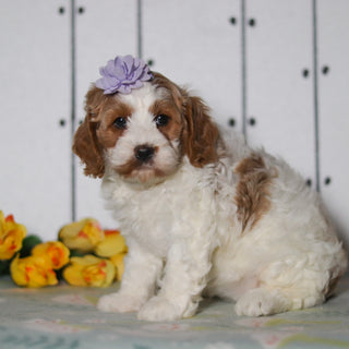 Vivian - Available 5/14