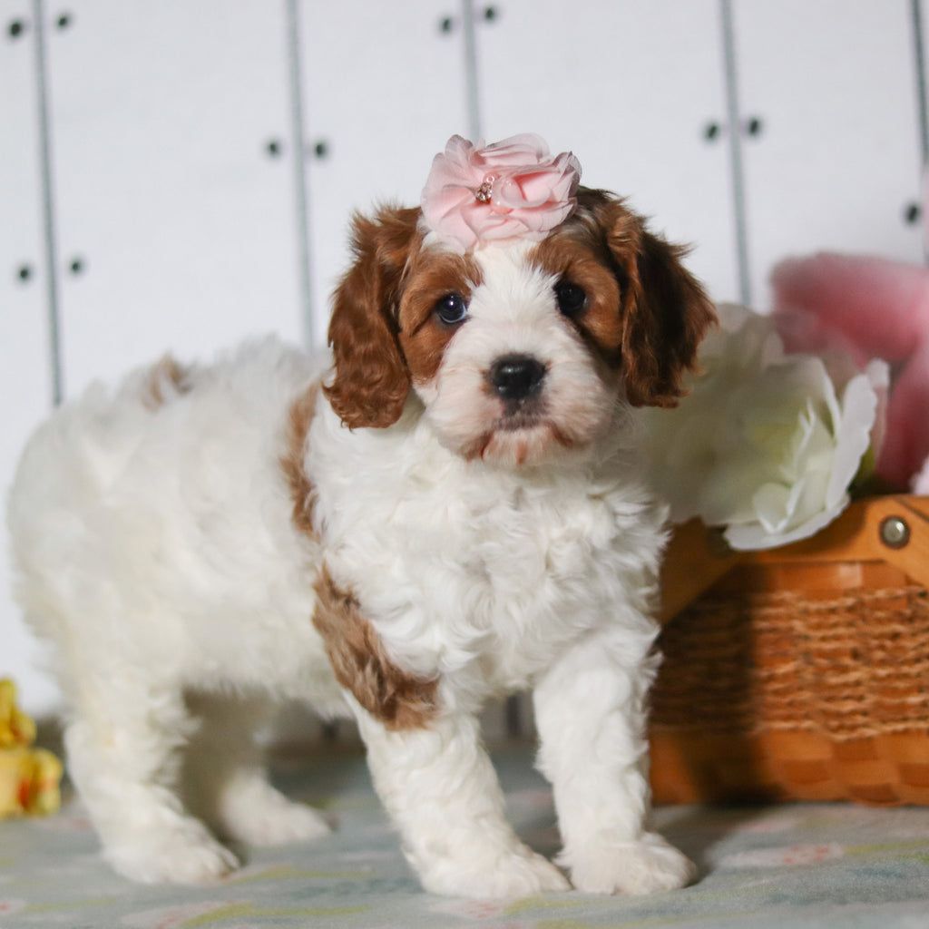 Valerie - Available 5/14