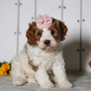 Valerie - Available 5/14