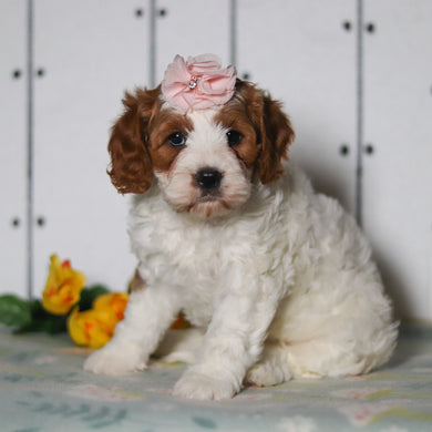 Valerie - Available 5/14