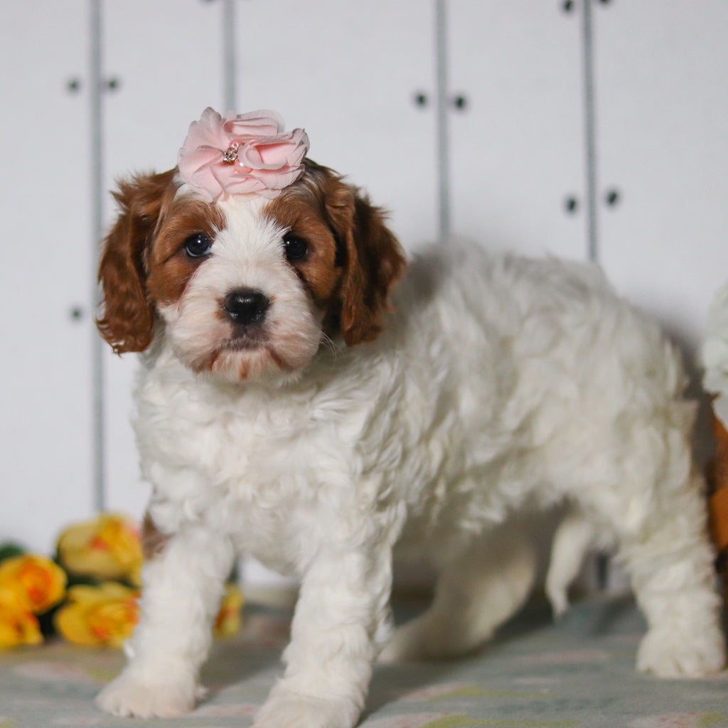 Valerie - Available 5/14