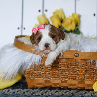 Valerie - Available 5/14