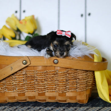 Bumblebee - Available 5/7